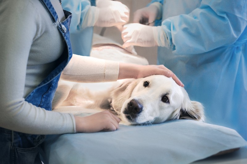 Chirurgie vétérinaire